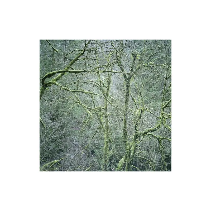 Dust & Chimes - Vinyl LP