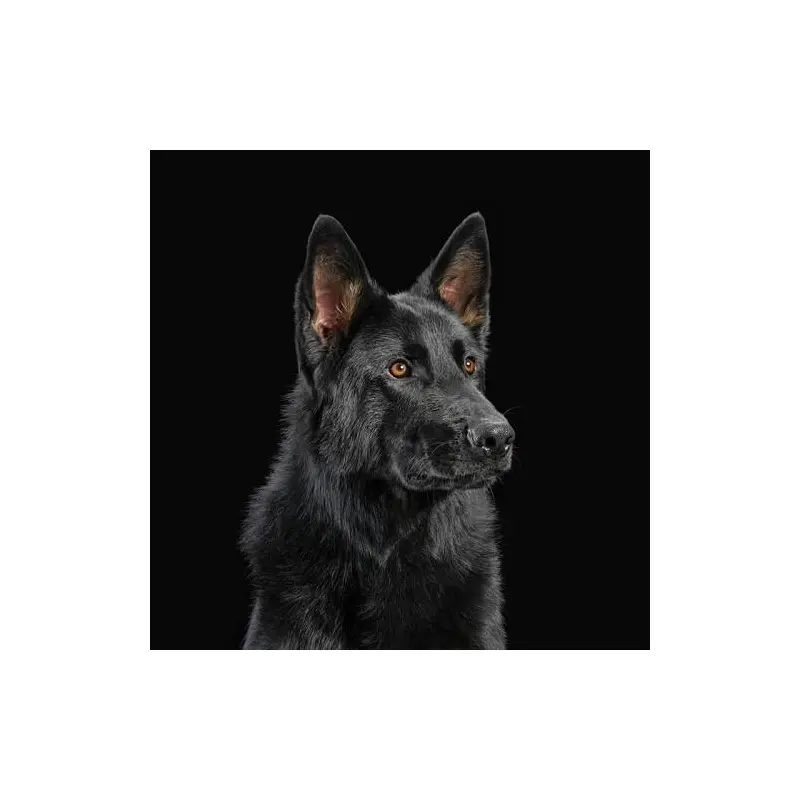 Die Nerven - Orange Vinyl - Vinyl LP