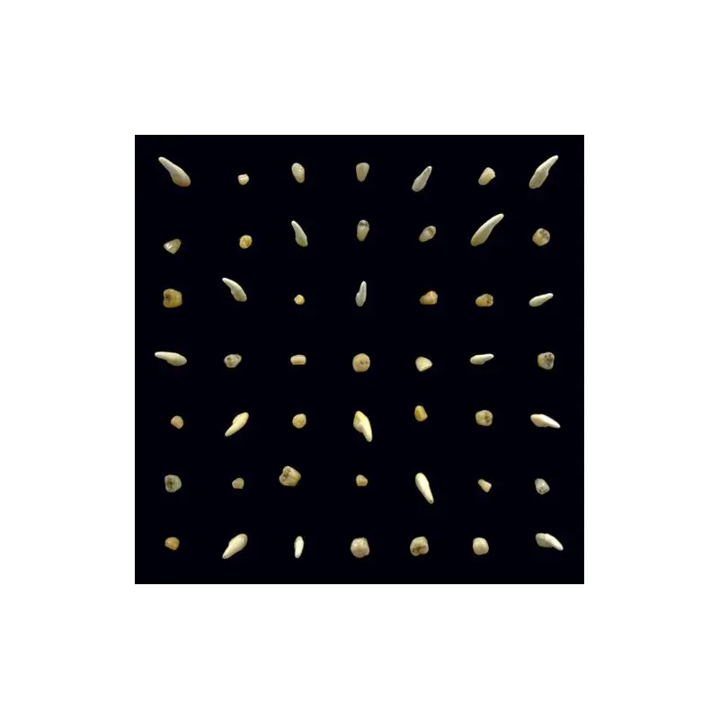 Visions Of Bodies Being Burned - Vinyl LP