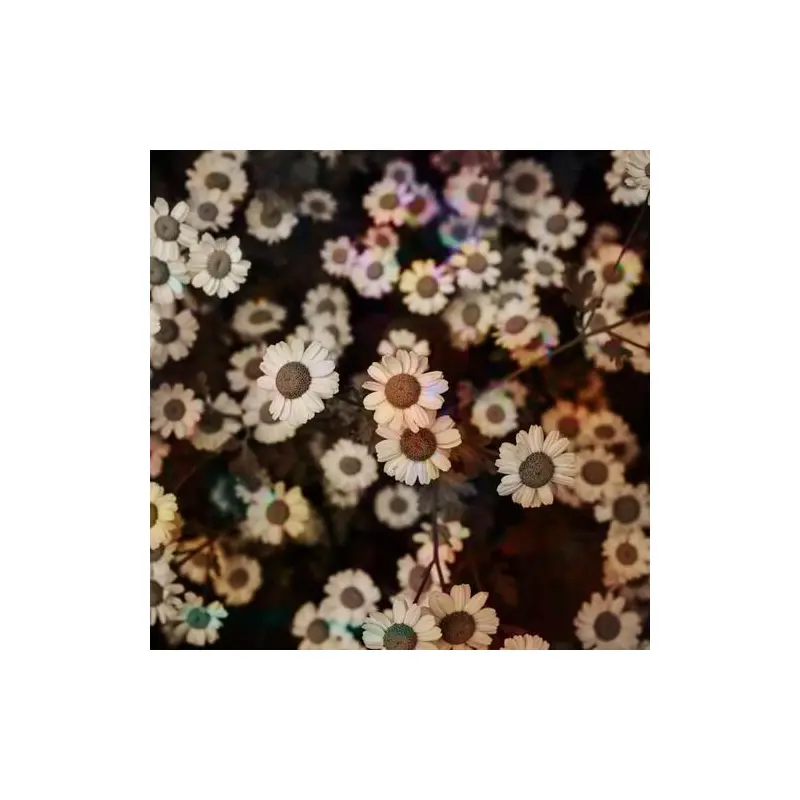 The World Is Still Chaos But I Feel Better - Vinyl LP